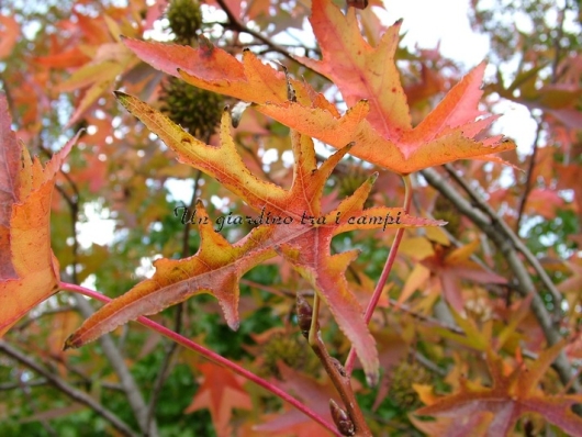 Liquidambar styraciflua "Stella"