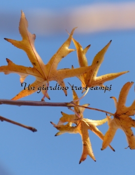 Liquidambar styraciflua "Stella" Liquidambar styraciflua "Stella"