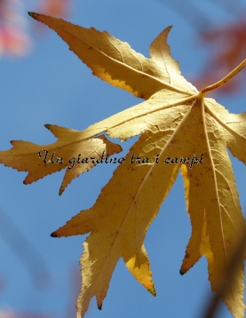 Liquidambar styraciflua "Stella" Liquidambar styraciflua "Stella"