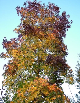 Liquidambar styraciflua Liquidambar styraciflua