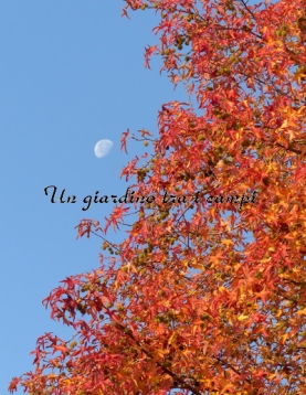 Liquidambar styraciflua Liquidambar styraciflua