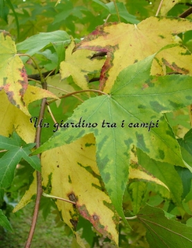 Liquidambar styraciflua "Thea" Liquidambar styraciflua "Thea"