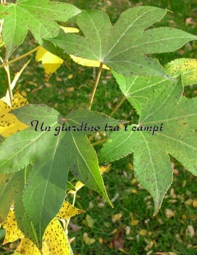 Liquidambar styraciflua "Thea" Liquidambar styraciflua "Thea"