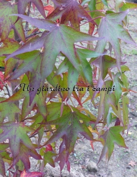 Liquidambar styraciflua "Thea" Liquidambar styraciflua "Thea"