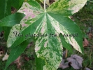 Liquidambar styraciflua "Variegata"