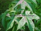 Liquidambar styraciflua "Variegata"