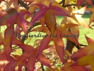 Liquidambar styraciflua "Variegata"