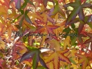 Liquidambar styraciflua "Variegata"