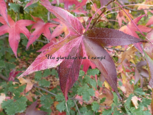 Liquidambar styraciflua "Variegata"