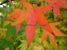 Liquidambar styraciflua "Worplesdon"