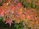 Liquidambar styraciflua "Worplesdon"