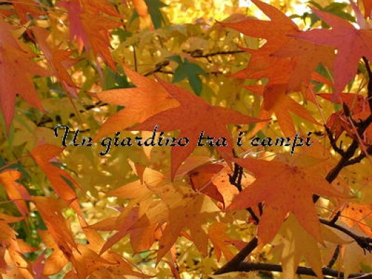 Liquidambar styraciflua "Worplesdon"