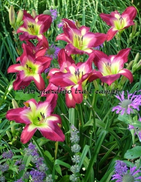 AARON BROWN AARON BROWN