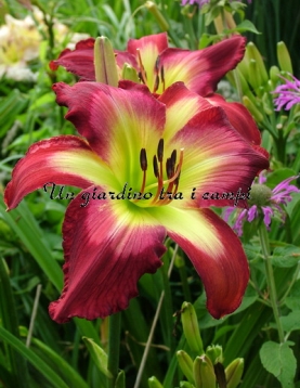 AARON BROWN AARON BROWN