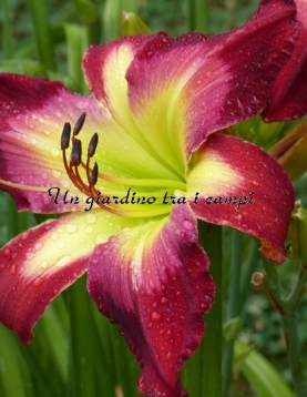 AARON BROWN AARON BROWN