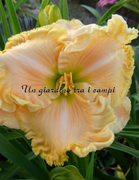 ACROSS THE GALAXY ACROSS THE GALAXY