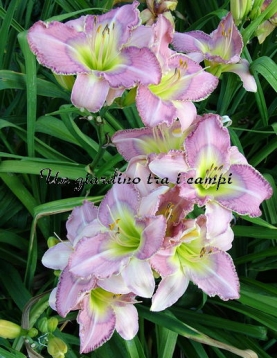 ADA MAY MUSICK ADA MAY MUSICK