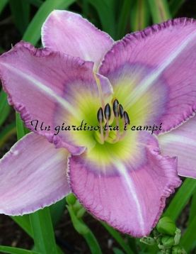 ADA MAY MUSICK ADA MAY MUSICK