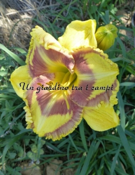 ADVENTURES WITH JELLY MAKER