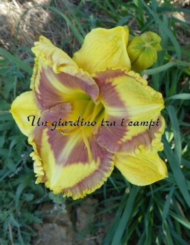 ADVENTURES WITH JELLY MAKER