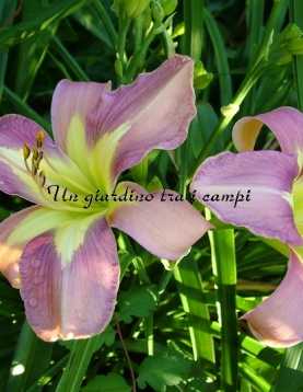 AERIAL APPLIQUE AERIAL APPLIQUE