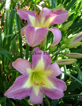 AERIAL APPLIQUE AERIAL APPLIQUE