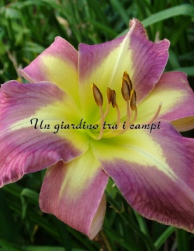 AERIAL APPLIQUE AERIAL APPLIQUE