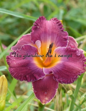 AESTHETIC BALLET AESTHETIC BALLET