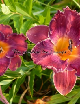 AESTHETIC BALLET AESTHETIC BALLET