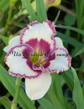 AGELESS BEAUTY AGELESS BEAUTY