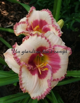 AGELESS BEAUTY AGELESS BEAUTY