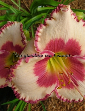 AGELESS BEAUTY AGELESS BEAUTY