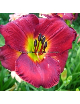 ALEJANDRO DAVALOS ALEJANDRO DAVALOS