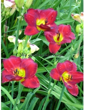 ALEJANDRO DAVALOS ALEJANDRO DAVALOS