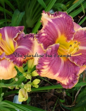 ALEXANDER HAY ALEXANDER HAY