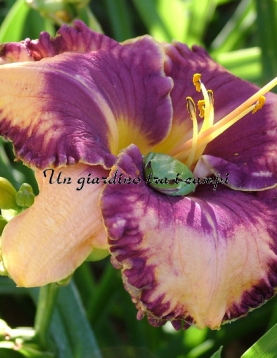 ALEXANDER HAY ALEXANDER HAY