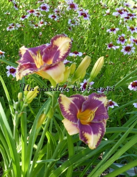 ALEXANDER HAY ALEXANDER HAY