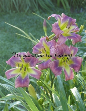 ALIEN INVADER ALIEN INVADER