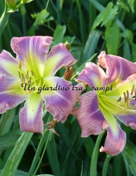 ALIEN INVADER ALIEN INVADER