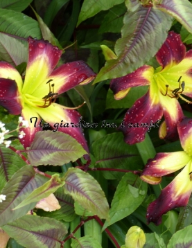 ALIENS IN THE GARDEN