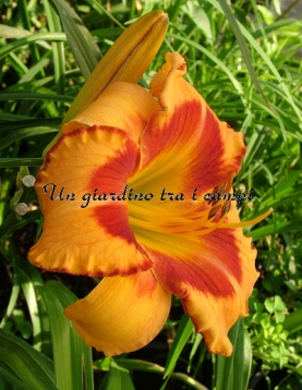 ALL FIRED UP ALL FIRED UP