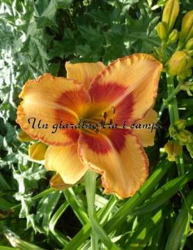 ALL FIRED UP ALL FIRED UP