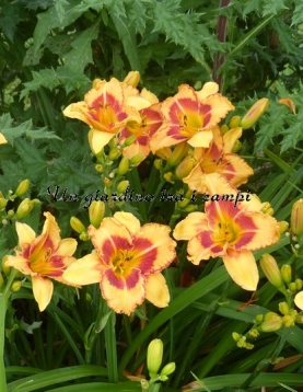 ALL FIRED UP ALL FIRED UP