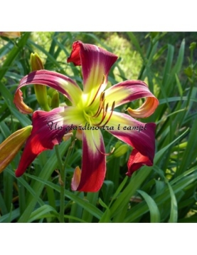 ALL I WANT FOR CHRISTMAS ALL I WANT FOR CHRISTMAS