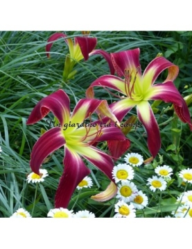 ALL I WANT FOR CHRISTMAS ALL I WANT FOR CHRISTMAS