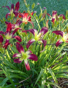 ALL I WANT FOR CHRISTMAS ALL I WANT FOR CHRISTMAS