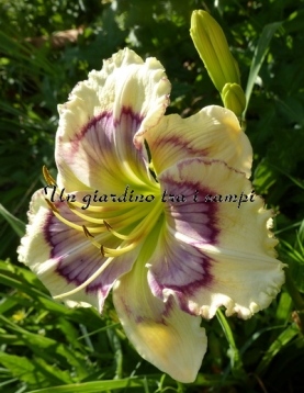 ALMIRA BUFFALO BONE JACKSON