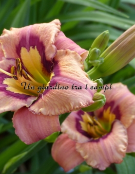 AMBER RHUM AMBER RHUM