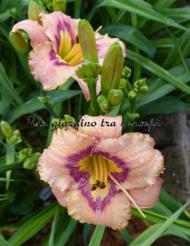 AMBER RHUM AMBER RHUM