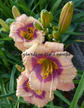 AMBER RHUM AMBER RHUM